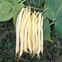 Dwarf Yellow French bean Rocquencourt